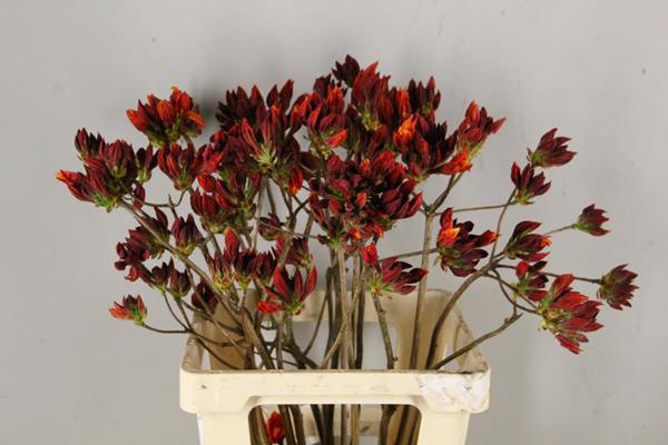 <h4>Rhodo. New Oranje</h4>