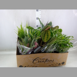 Planten Groen   ...mix 12