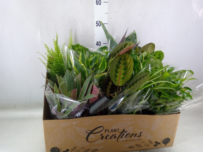 <h4>Planten Groen   ...mix 12</h4>