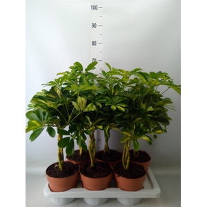 Schefflera arbor. 'Gold Capella'