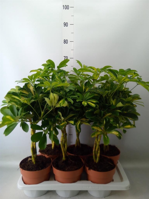 <h4>Schefflera arbor. 'Gold Capella'</h4>