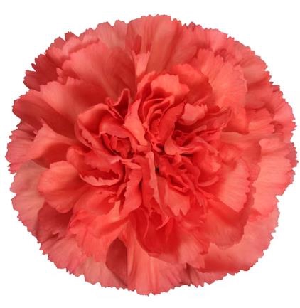 <h4>Di St Tangelo</h4>