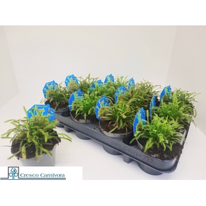 DROSERA