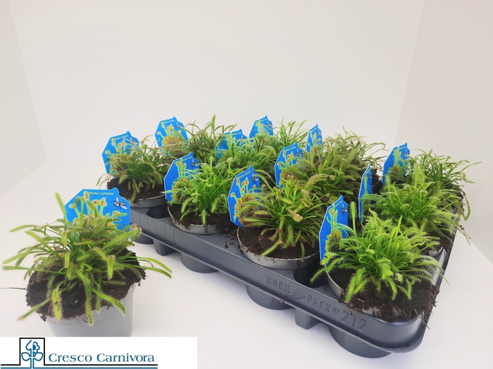 <h4>DROSERA</h4>