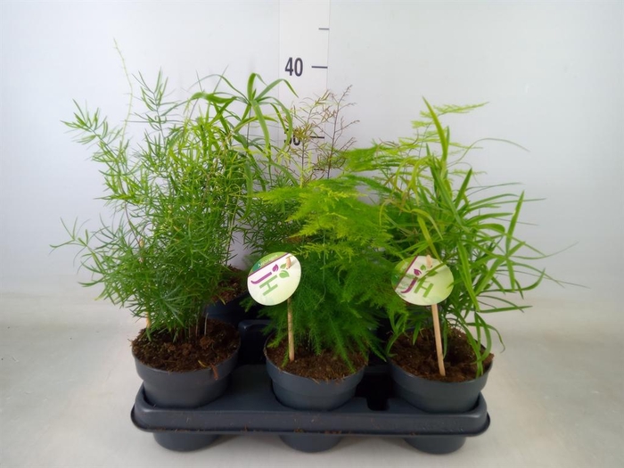 <h4>Asparagus   ...mix</h4>