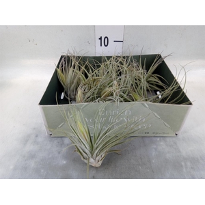 Tillandsia