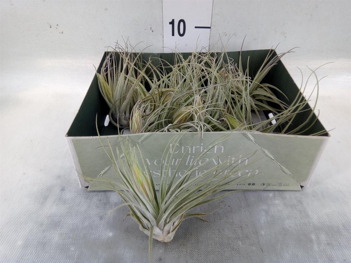 <h4>Tillandsia</h4>