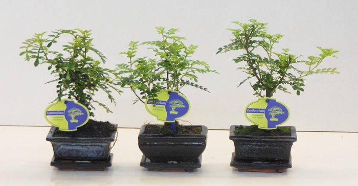 <h4>Zanthoxylum piperitum, 12cm., broom, without drip tray</h4>