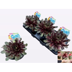 Sempervivum Chick Charms Giants Emerald Explosi