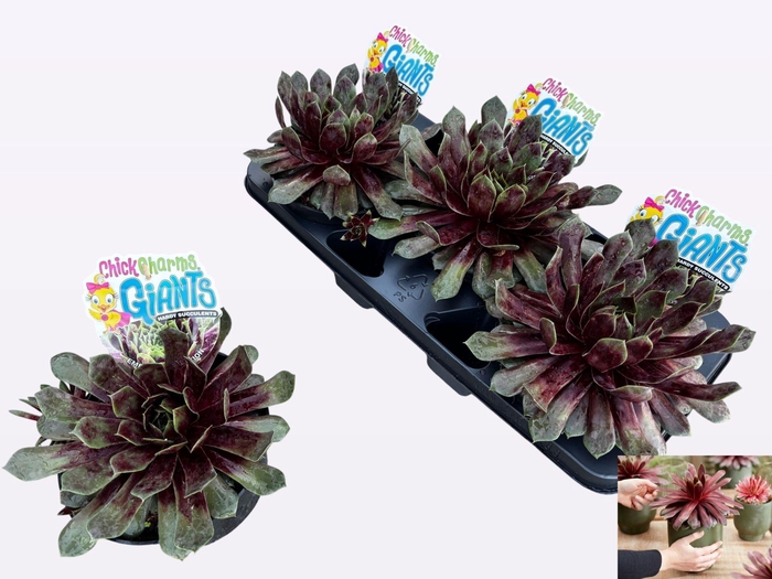 <h4>Sempervivum Chick Charms Giants Emerald Explosi</h4>