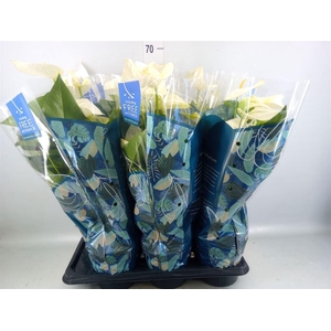 Anthurium  'Karma White'