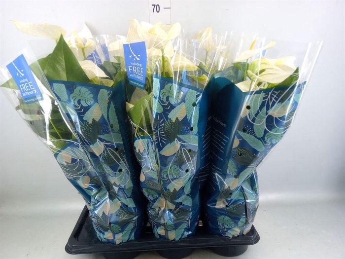 <h4>Anthurium  'Karma White'</h4>