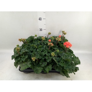 Pelargonium zona.   ...F1