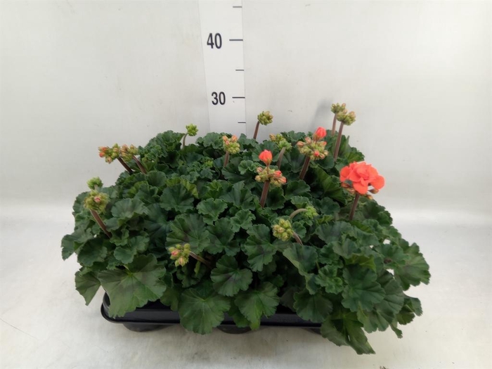 <h4>Pelargonium zona.   ...F1</h4>