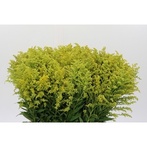 Solidago Tara Gold Buiten