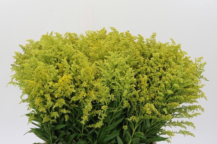 <h4>Solidago Tara Gold Buiten</h4>