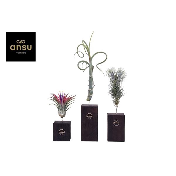 <h4>Tillandsia variés</h4>