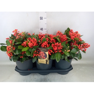 Skimmia jap. 'Obsession'