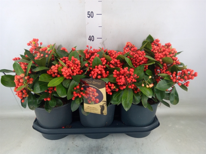 <h4>Skimmia jap. 'Obsession'</h4>