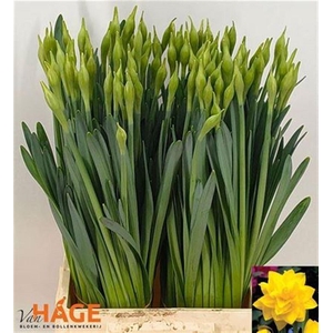 Narc D Golden Duc Bs