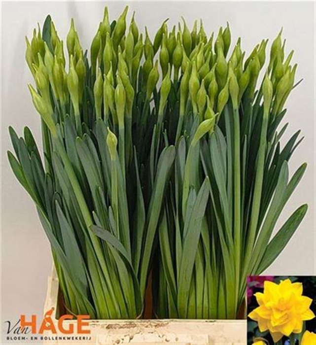 <h4>Narc D Golden Duc Bs</h4>