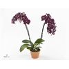 Phalaenopsis  'Ant Montpellier'