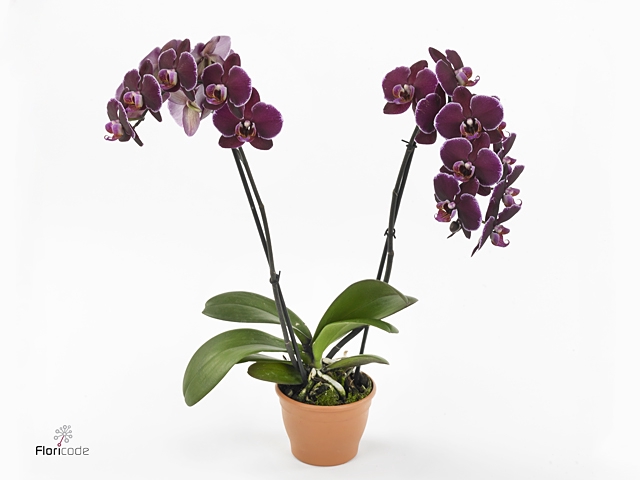 Phalaenopsis  'Ant Montpellier'