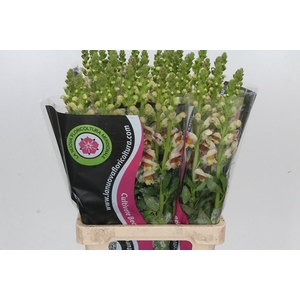 Antirrhinum Maryland Plumblossom