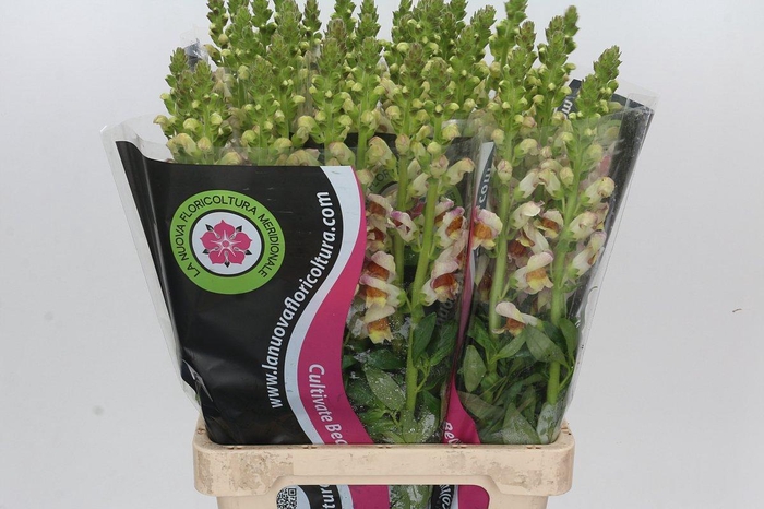 <h4>Antirrhinum Maryland Plumblossom</h4>