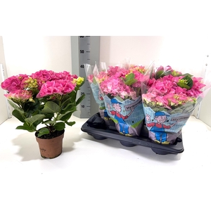 HYDR M EARLY ROSA