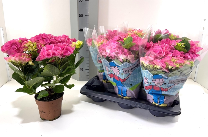 <h4>HYDR M EARLY ROSA</h4>