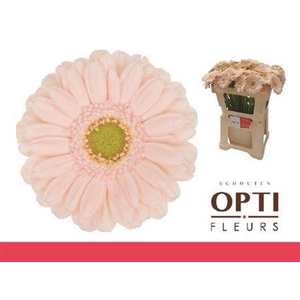 Ge Mi Alix-noor 08 CM,(NL),(20)