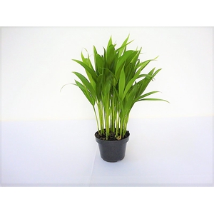 PALMEIRA ARECA BAMBU P11