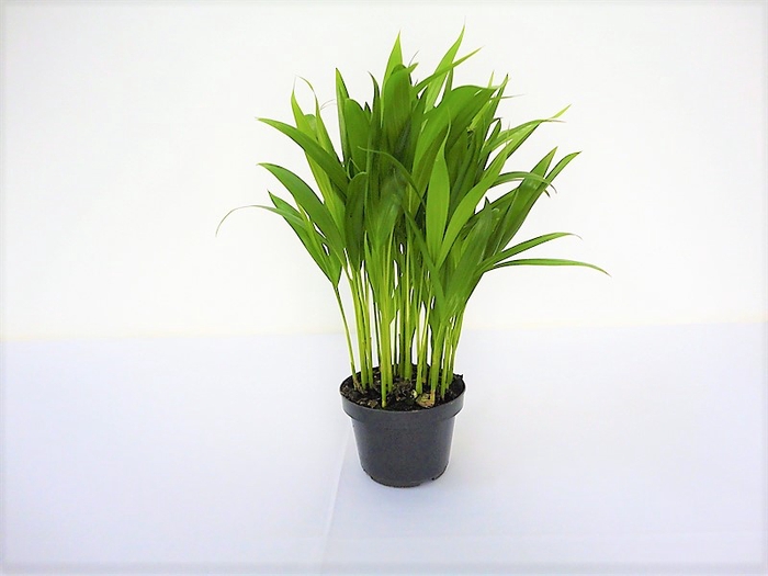 <h4>PALMEIRA ARECA BAMBU P11</h4>