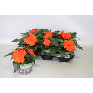 Impatiens N.G. ClockWork Orange