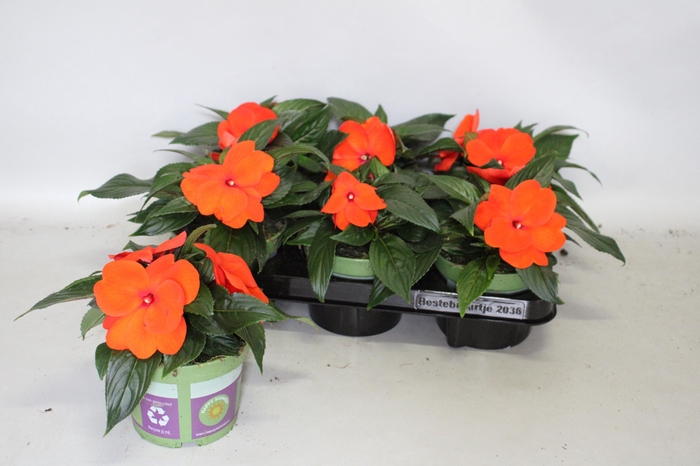<h4>Impatiens N.G. ClockWork Orange</h4>