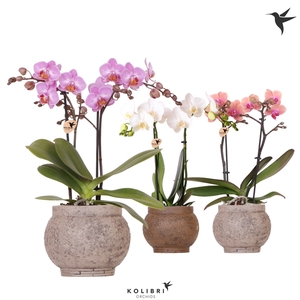 Kolibri Orchids Phalaenopsis mix 2 spike in Ancient pot brown