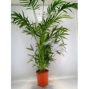 Dypsis lutescens   ...Chrysalidoca