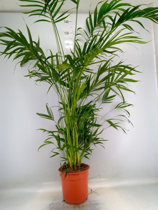 <h4>Dypsis lutescens   ...Chrysalidoca</h4>