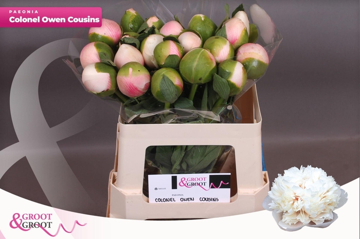 <h4>Paeonia Col Owen Cousin | Xxl</h4>