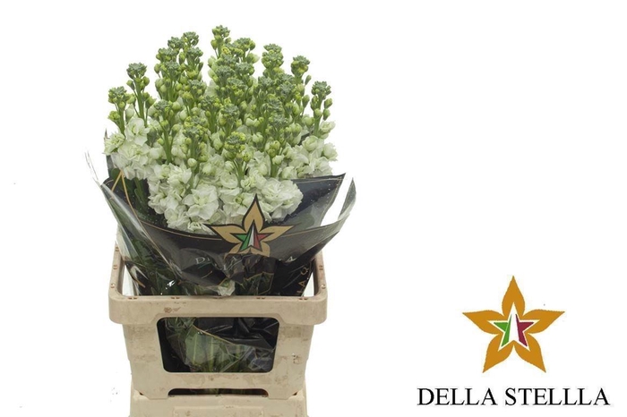 <h4>MATTH IRON WHITE</h4>