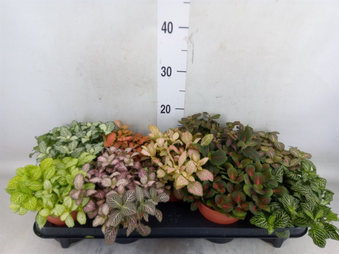 <h4>Fittonia   ...mix</h4>