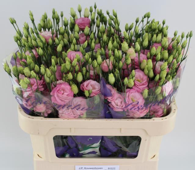 <h4>EUS G ROSI ROSE PINK</h4>