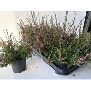 CALLU ALLEGRO