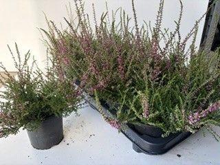 <h4>CALLU ALLEGRO</h4>