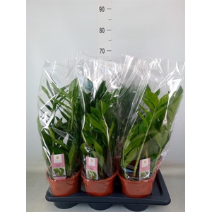 Zamioculcas zamiifolia 'Pixie'