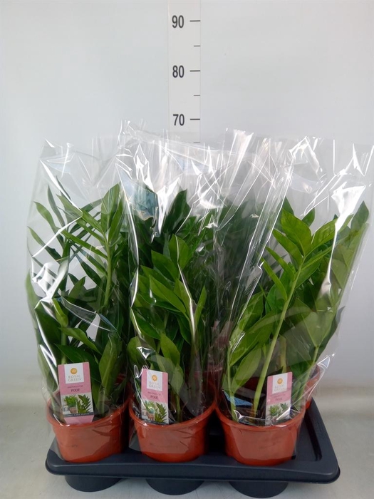 <h4>Zamioculcas zamiifolia 'Pixie'</h4>