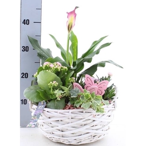 ARR TUINPLANTEN