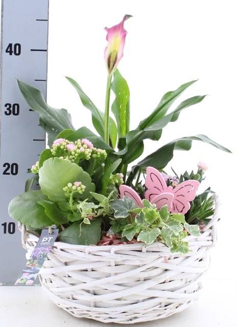 <h4>ARR TUINPLANTEN</h4>