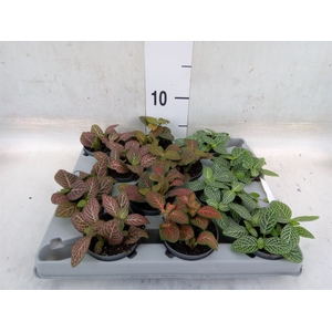Fittonia   ...mix 4